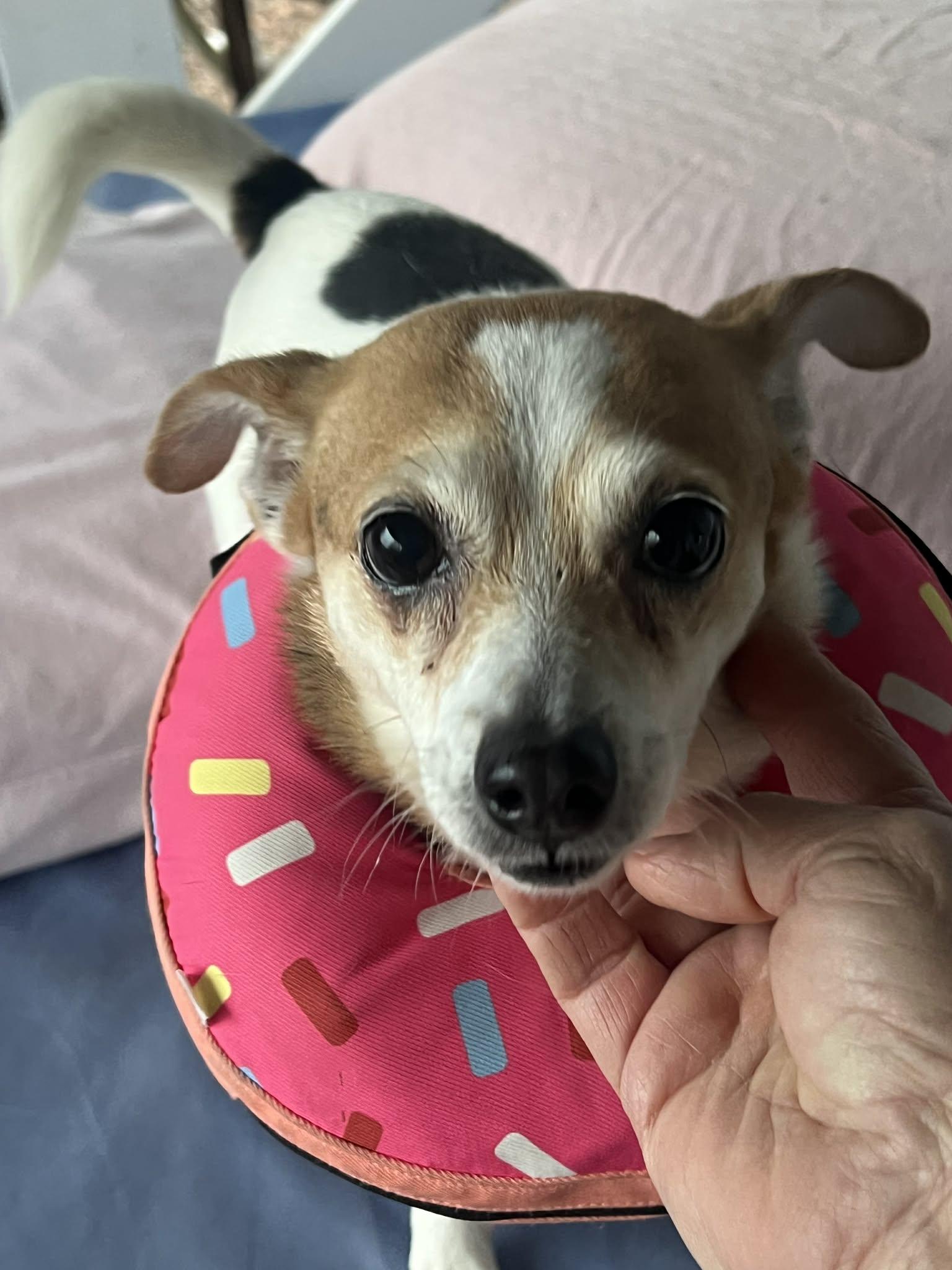 Rylie, ADOPTABLE, Adult Female Jack Russell Terrier.