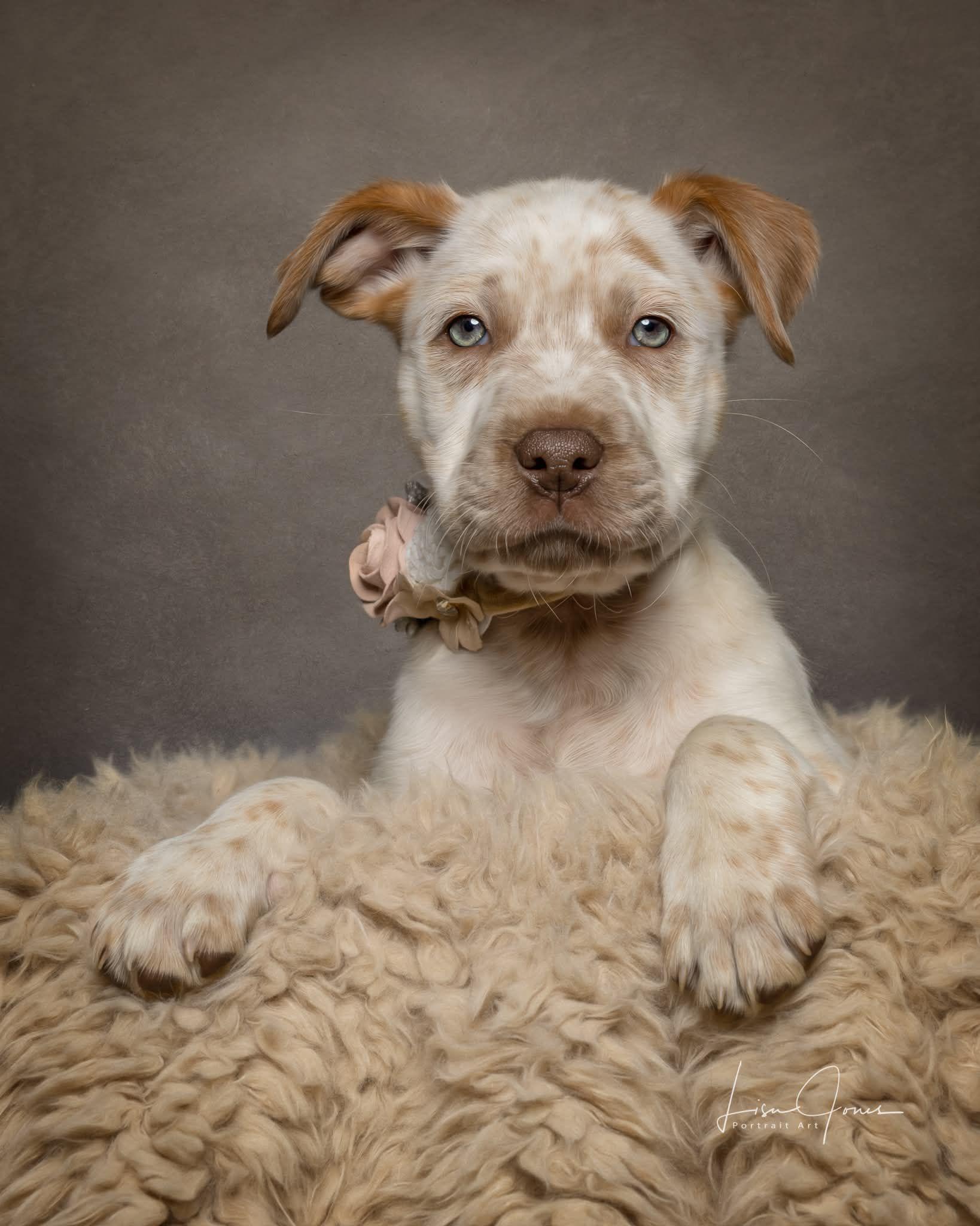 Enlarge Dutchess, a ADOPTABLE Mixed Breed in Cullman, AL image 1/2