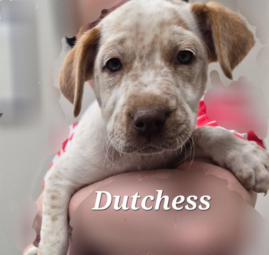 Enlarge Dutchess, a ADOPTABLE Mixed Breed in Cullman, AL image 2/2