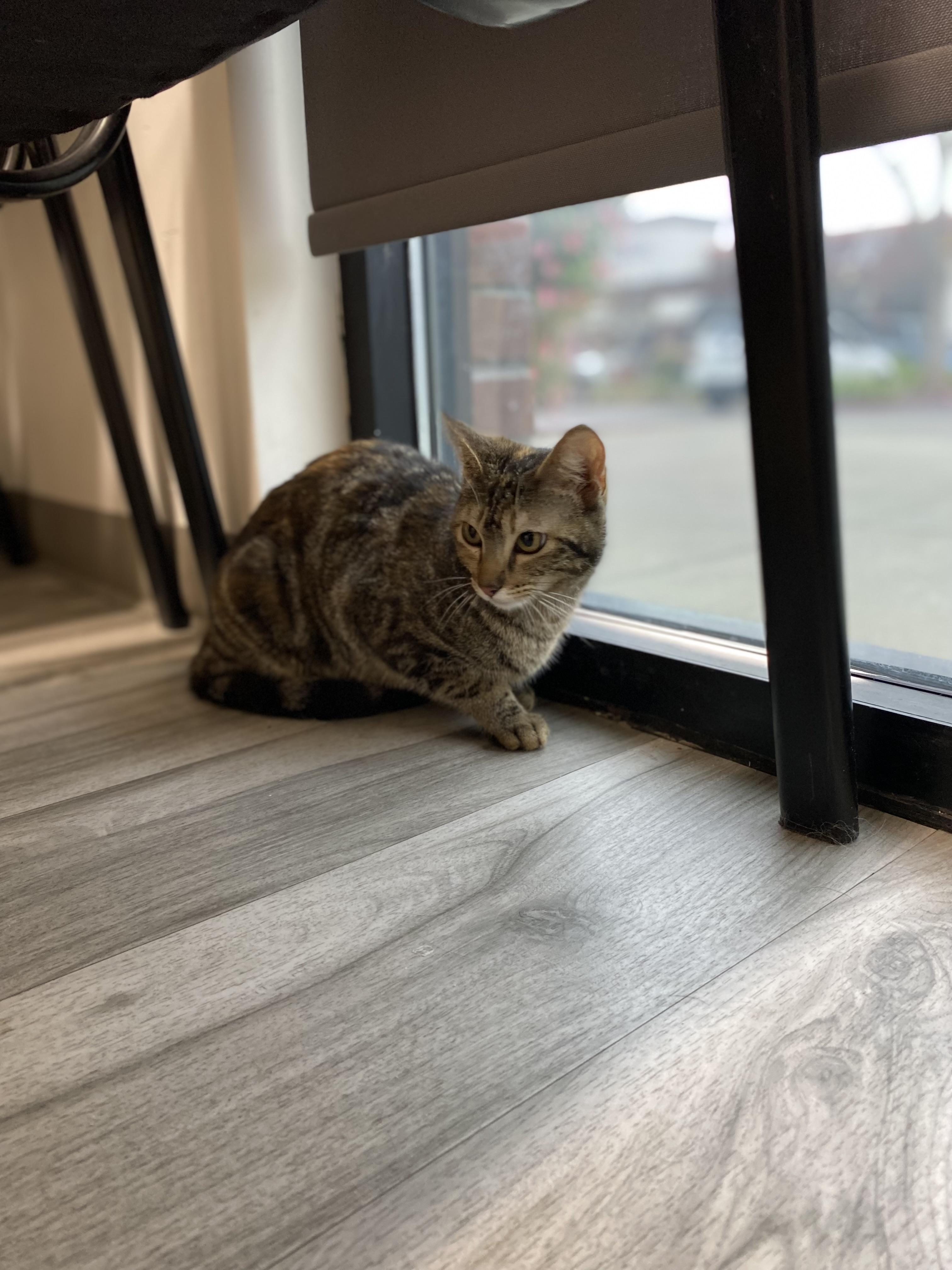 Enlarge Melody , a ADOPTABLE Domestic Short Hair in Elk Grove, CA image 2/4