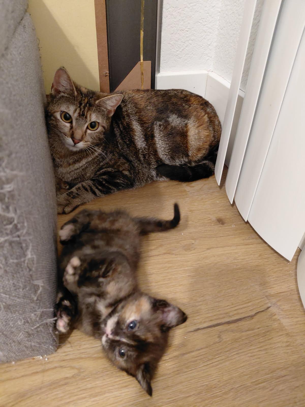 Enlarge Melody , a ADOPTABLE Domestic Short Hair in Elk Grove, CA image 4/4