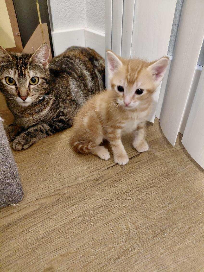 Enlarge Melody , a ADOPTABLE Domestic Short Hair in Elk Grove, CA image 3/4