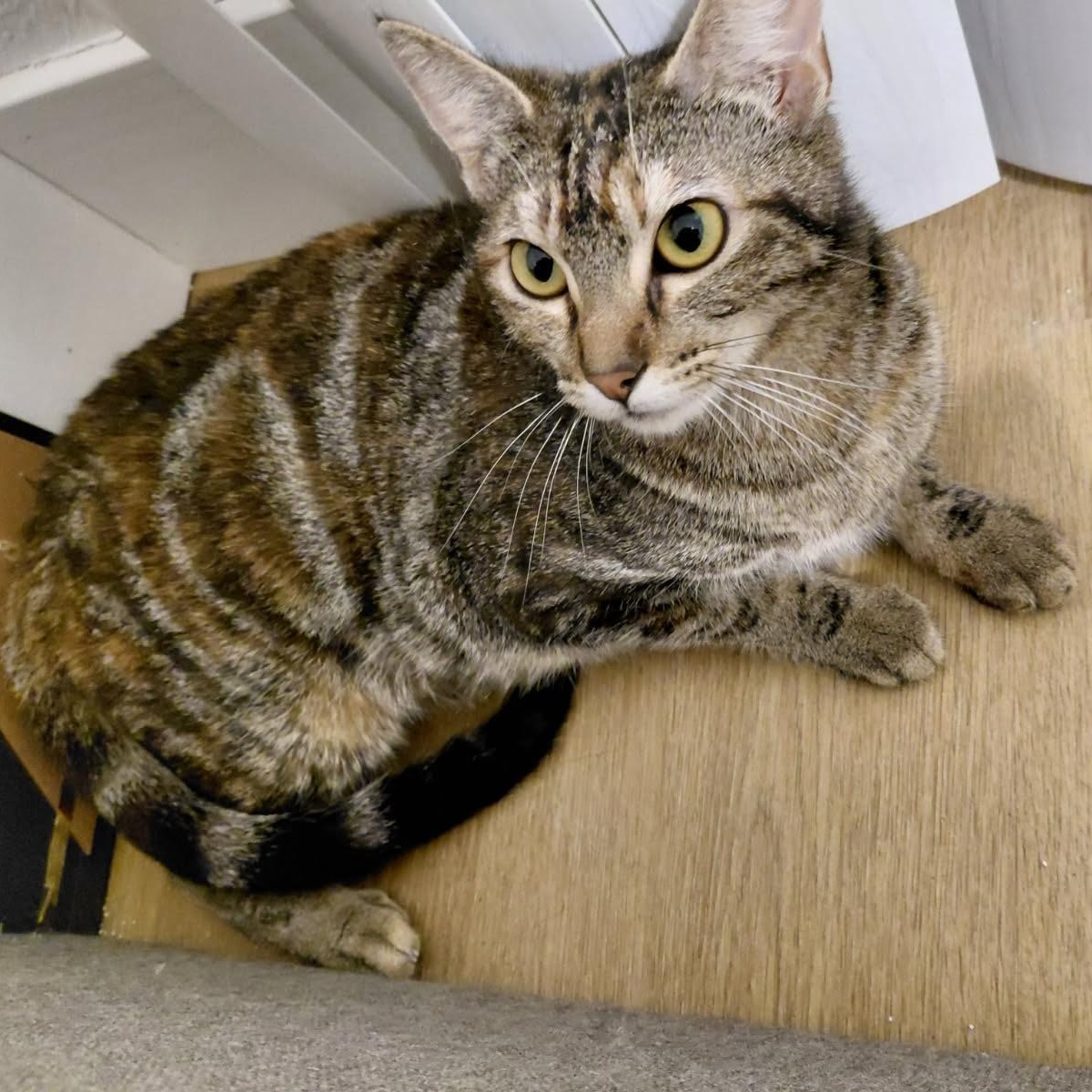 Enlarge Melody , a ADOPTABLE Domestic Short Hair in Elk Grove, CA image 1/4