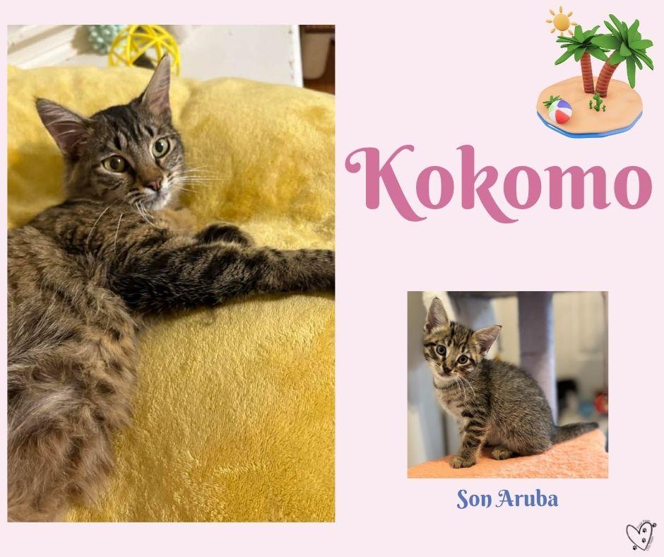 Enlarge Kokomo, a ADOPTABLE mixed breed in Trophy Club, TX image 5/5
