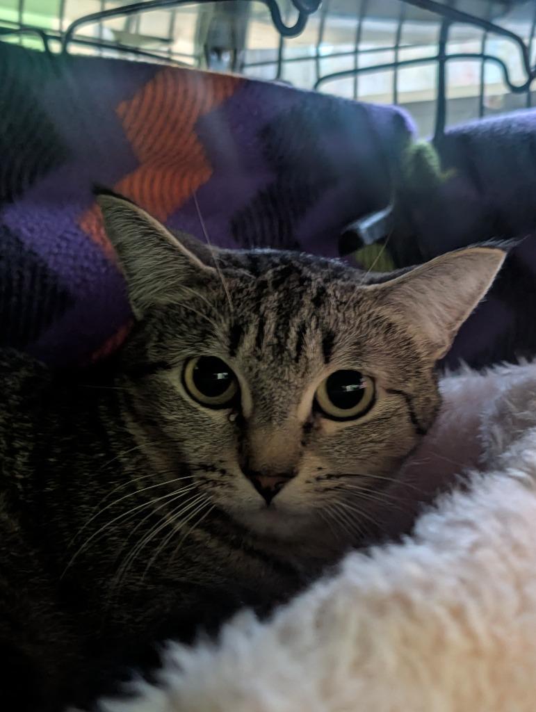 Mama Bear / Mama Socks, Adoptable, Young Female Domestic Short Hair.