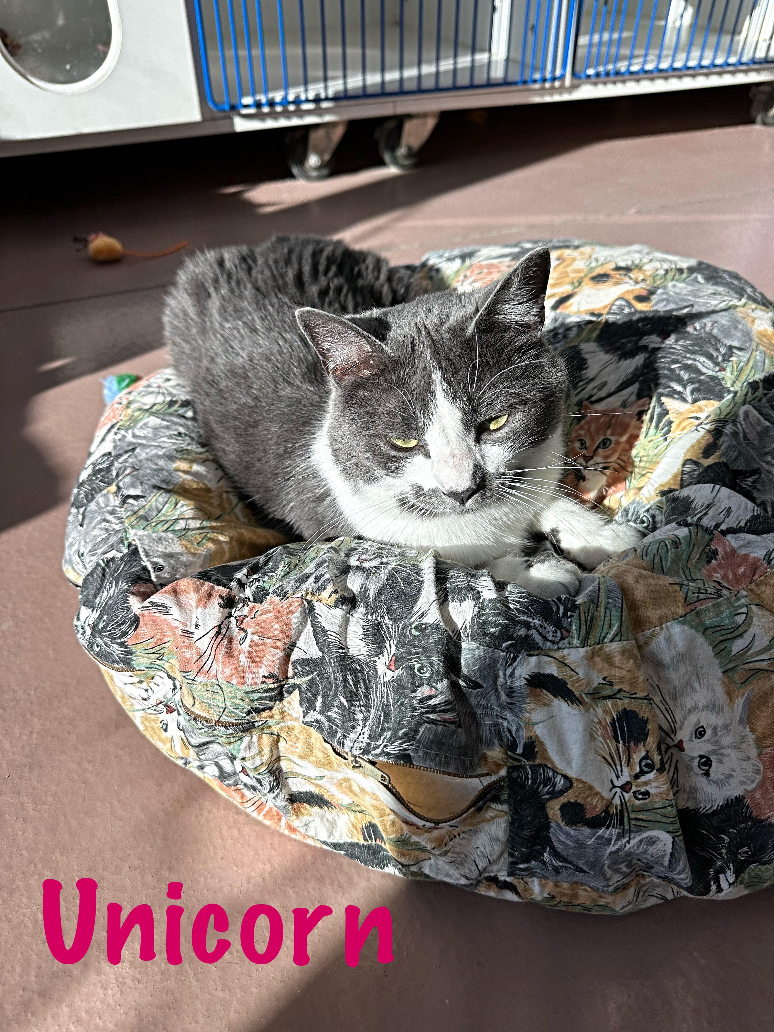 Unicorn , ADOPTABLE, Young Female Domestic Medium Hair.