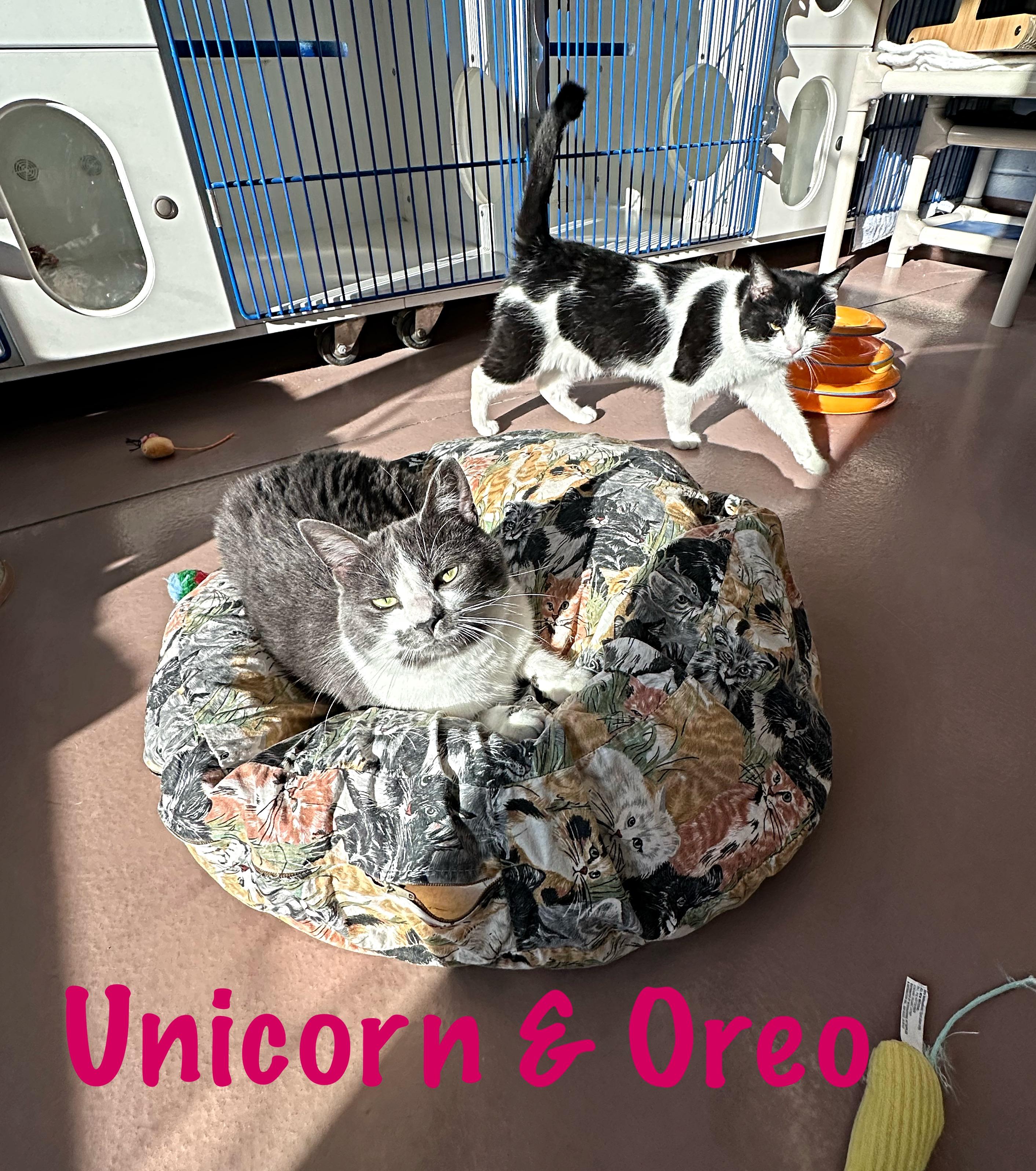 Unicorn , a ADOPTABLE Domestic Medium Hair in Prince Frederick, MD image 3/3