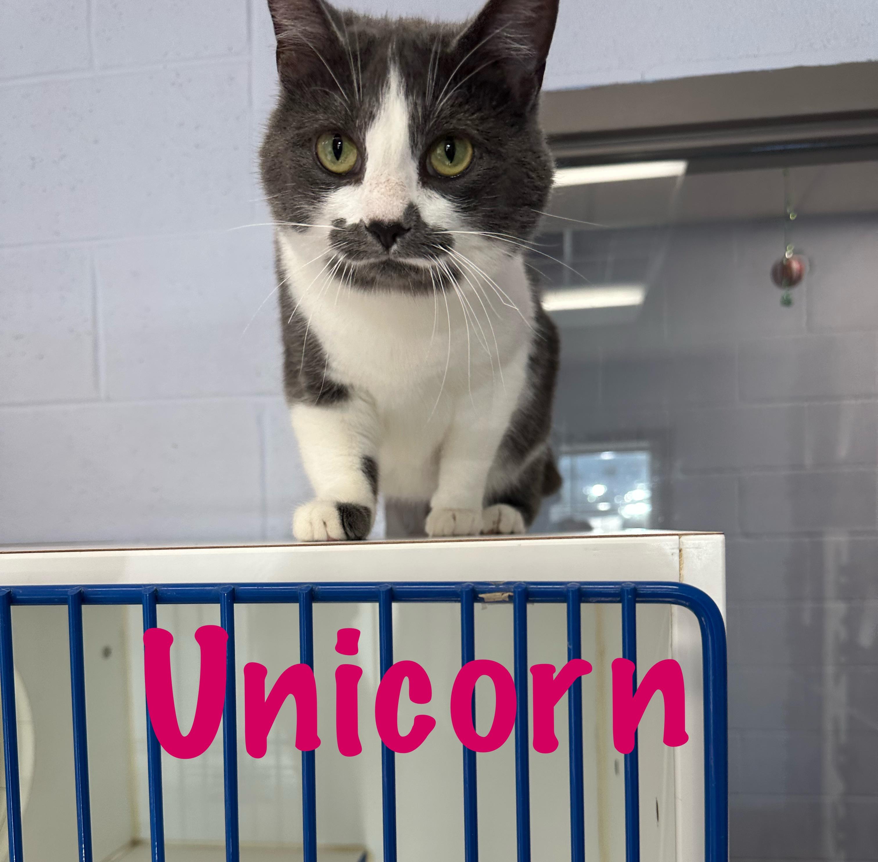 Unicorn , a ADOPTABLE Domestic Medium Hair in Prince Frederick, MD image 2/3