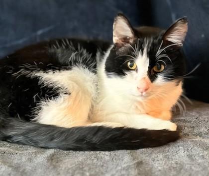 Batman, Adoptable, Adult Male Domestic Short Hair & Domestic Short Hair.