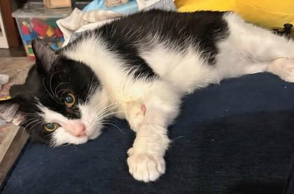 Batman, a Adoptable mixed breed in Encinitas, CA image 2/3