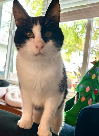 Batman, a Adoptable mixed breed in Encinitas, CA image 3/3