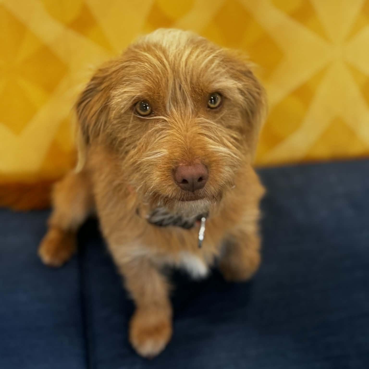 Chaparro, an adopted mixed breed in Danbury, CT image 4/4