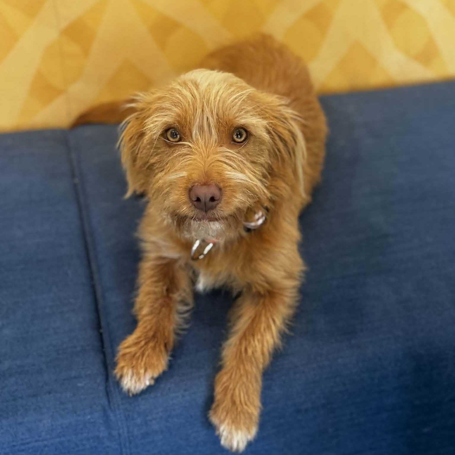 Chaparro, an adopted mixed breed in Danbury, CT image 2/4