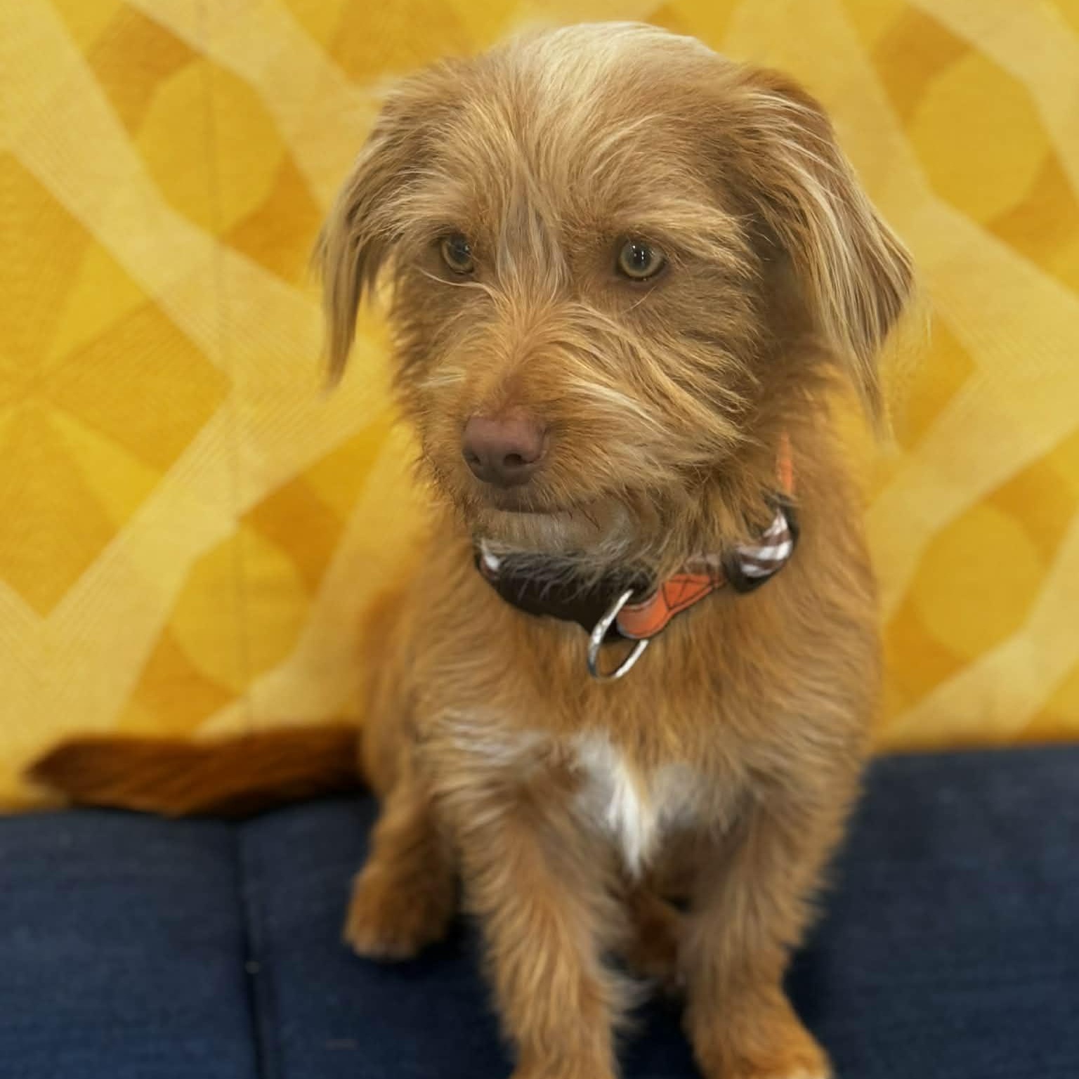 Chaparro, an adopted mixed breed in Danbury, CT image 3/4