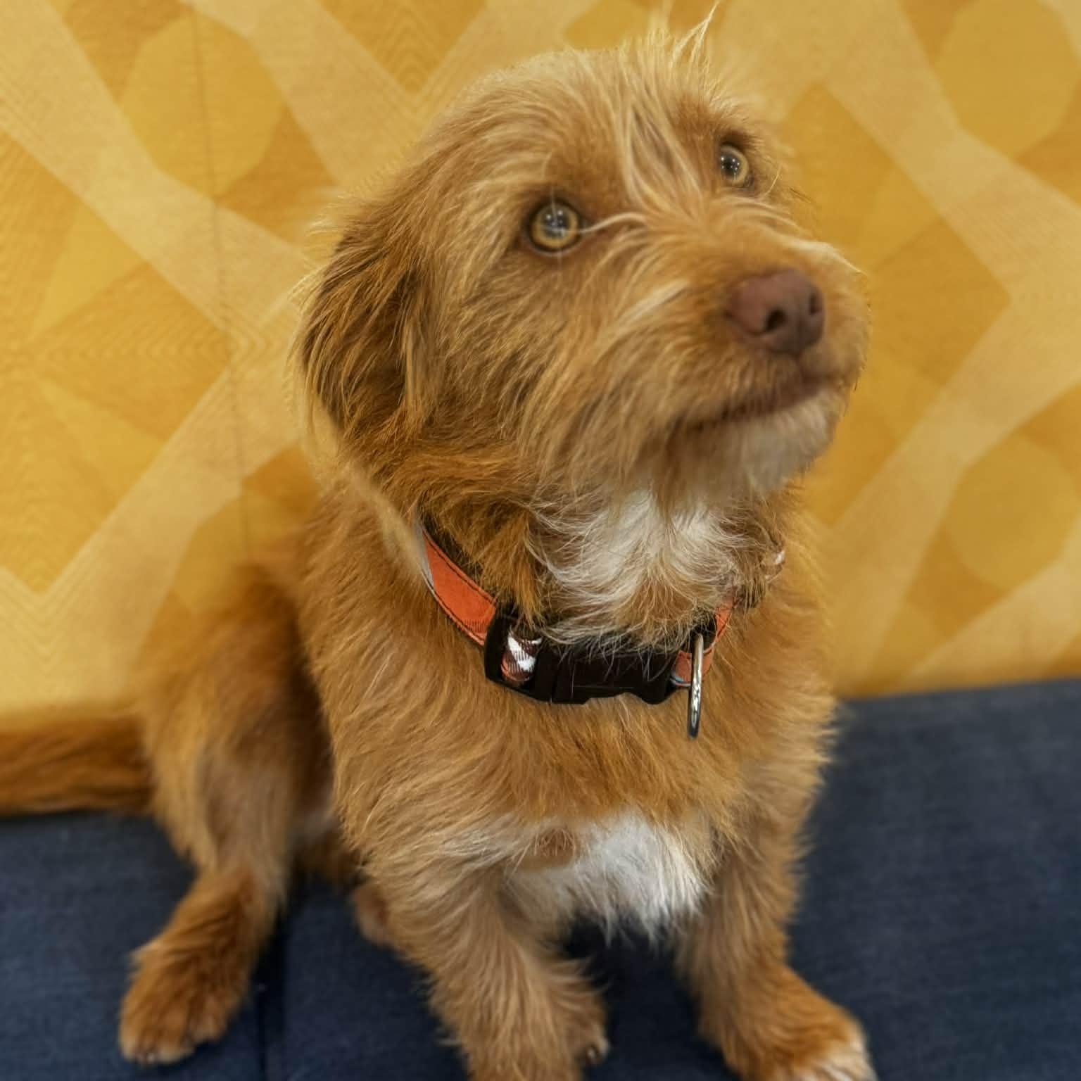 Chaparro, an adopted mixed breed in Danbury, CT image 1/4