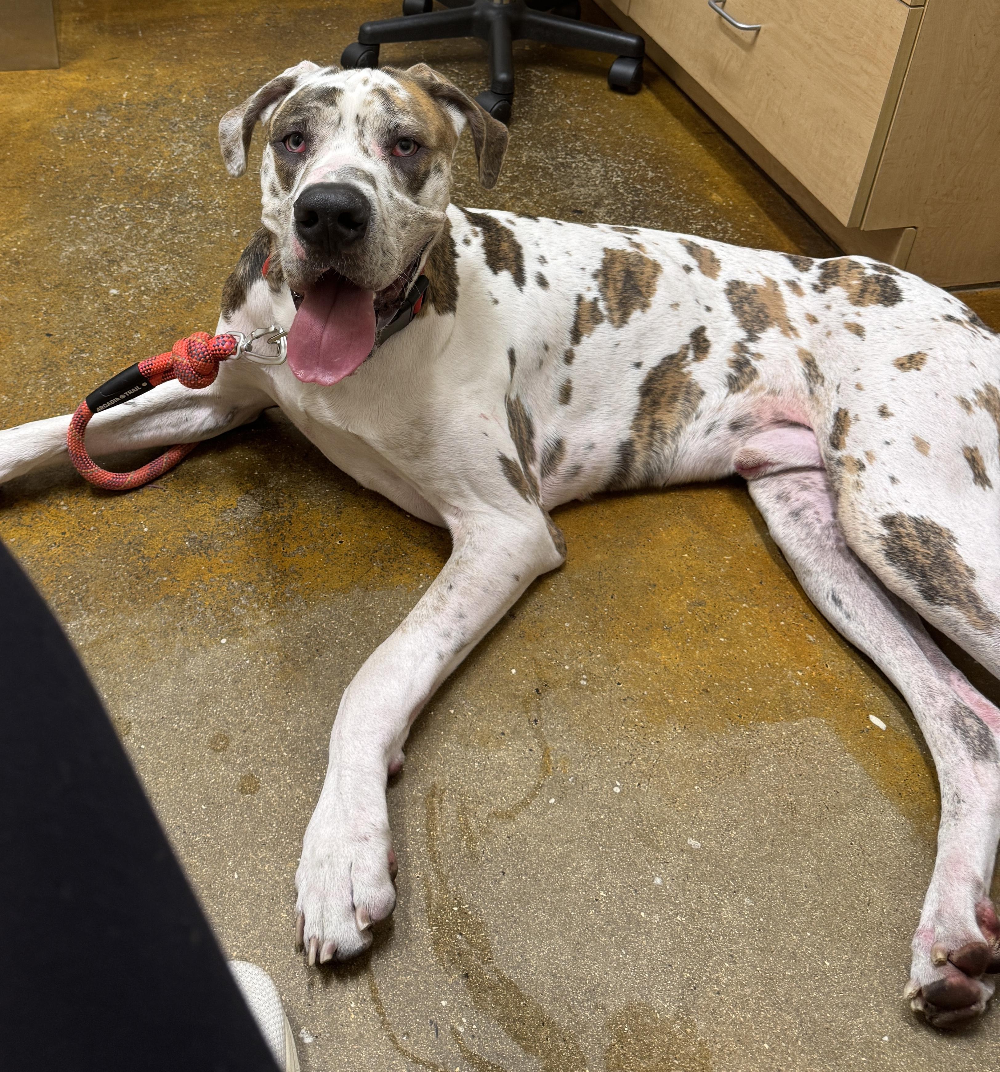 Enlarge Urgent Love a Dane!!!, an adopted Great Dane in Fort Myers Beach, FL image 1/4