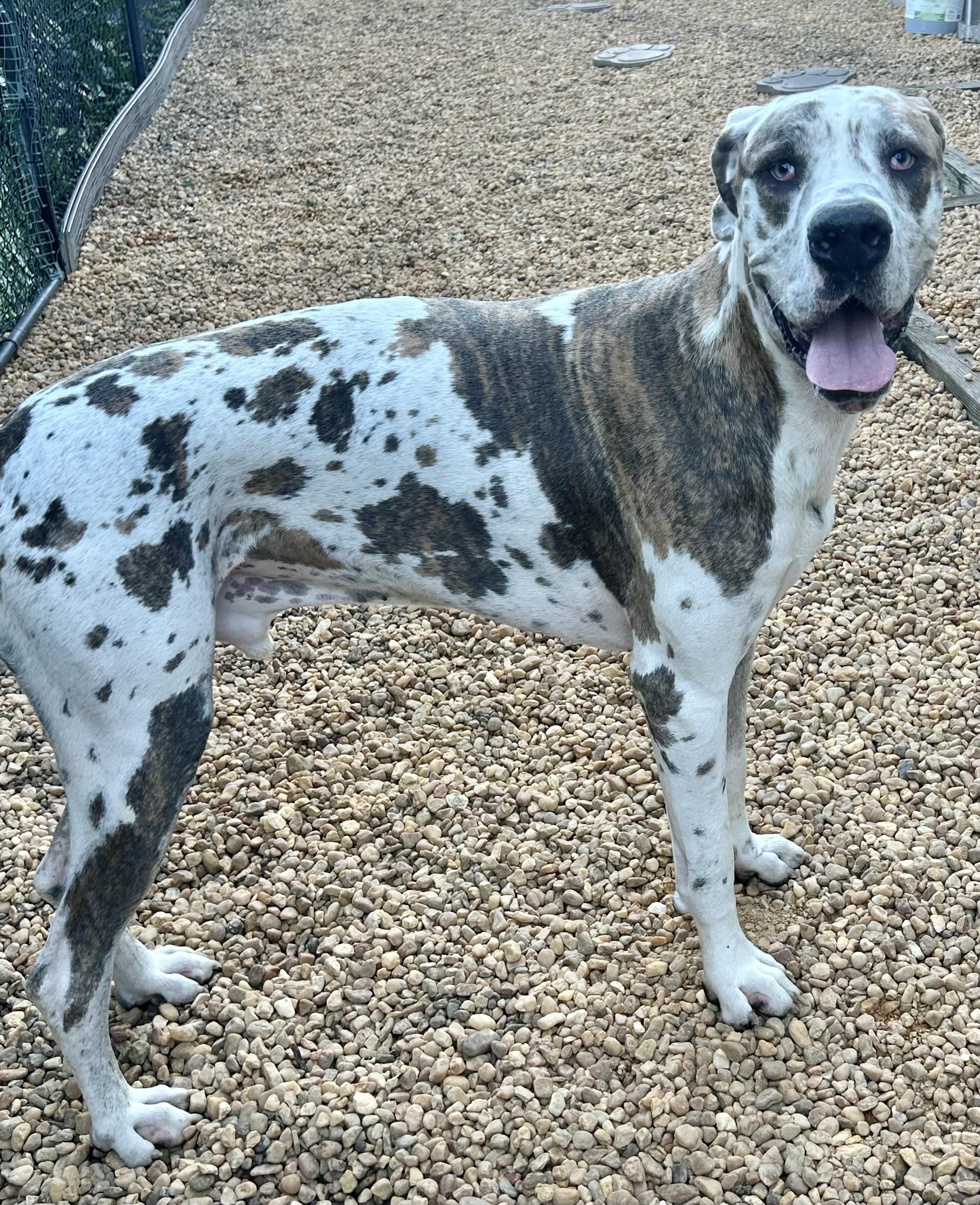 Urgent Love a Dane!!!, a Adoptable Great Dane in Fort Myers Beach, FL image 1/4