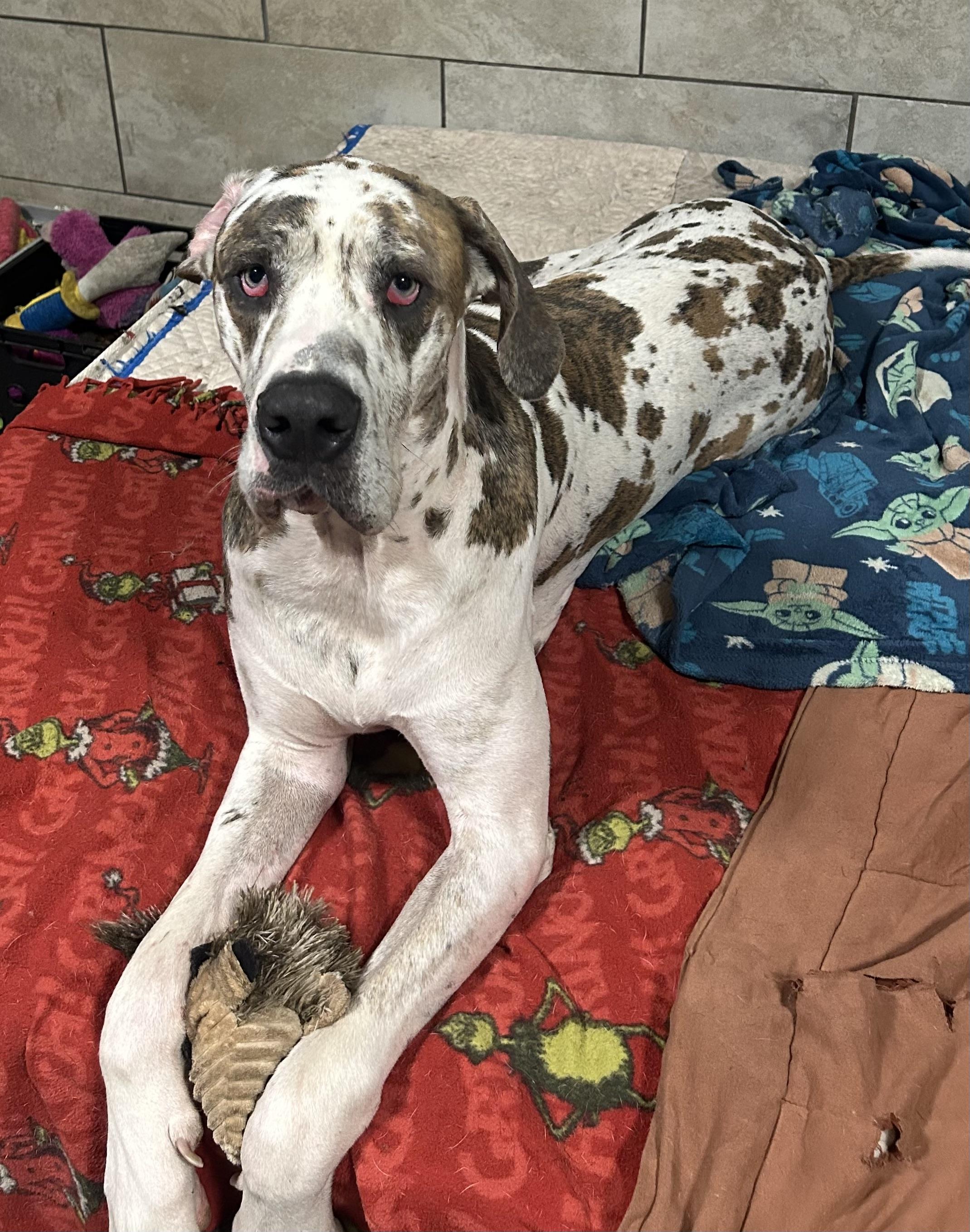 Urgent Love a Dane!!!, adopted, Young Male Great Dane.