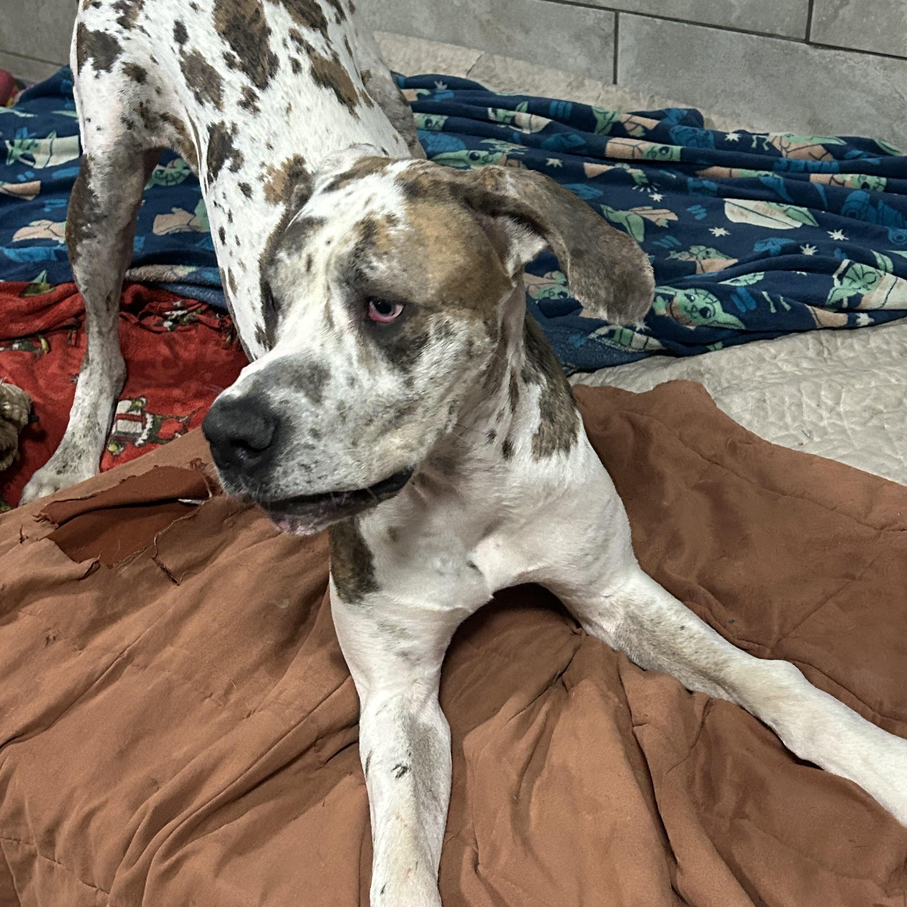 Enlarge Urgent Love a Dane!!!, an adopted Great Dane in Fort Myers Beach, FL image 3/4