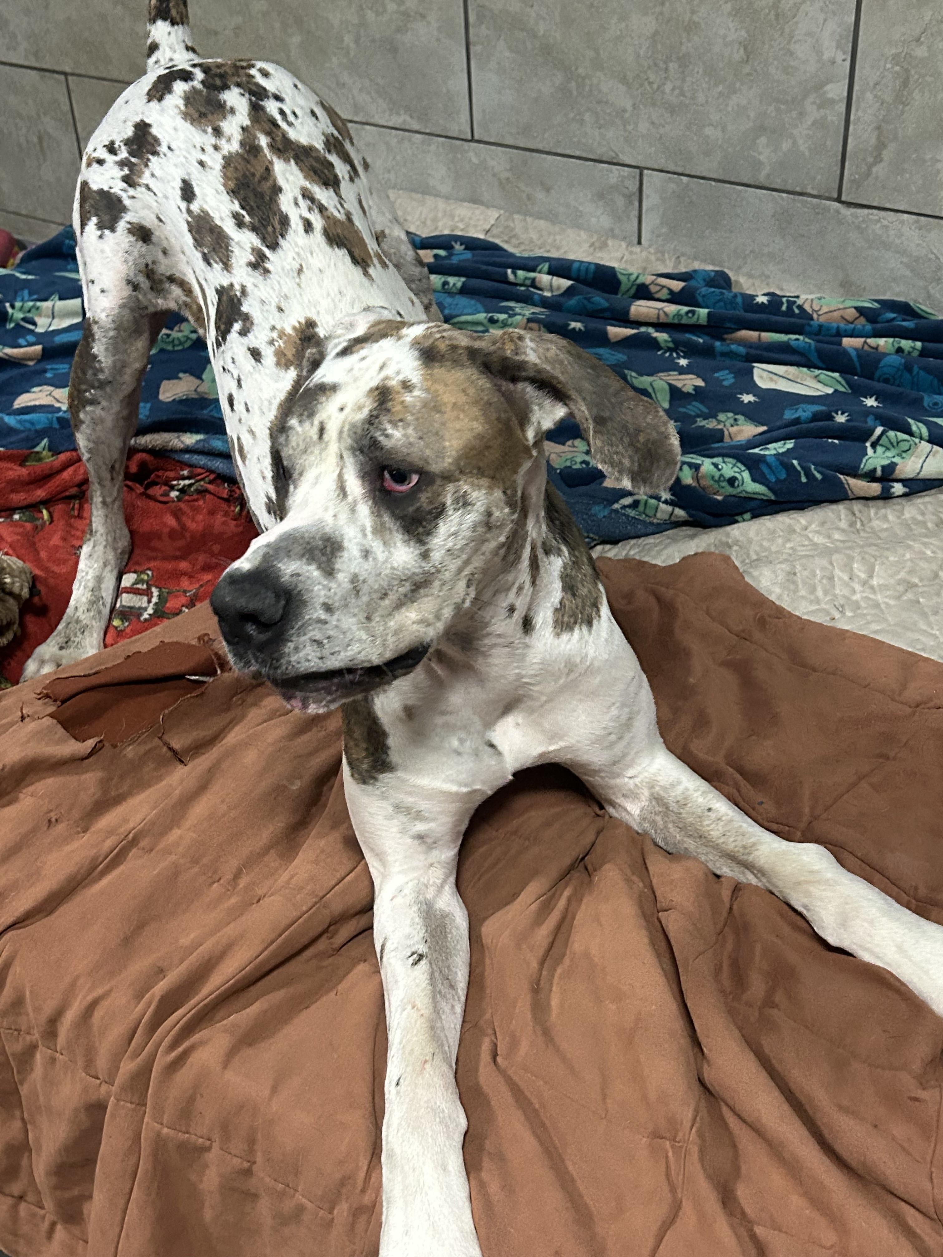 Urgent Love a Dane!!!, a Adoptable Great Dane in Fort Myers Beach, FL image 3/4