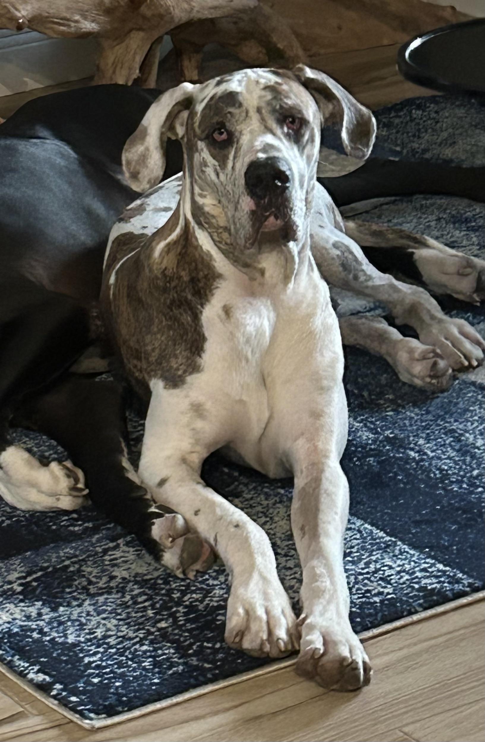 Urgent Love a Dane!!!, a Adoptable Great Dane in Fort Myers Beach, FL image 4/4
