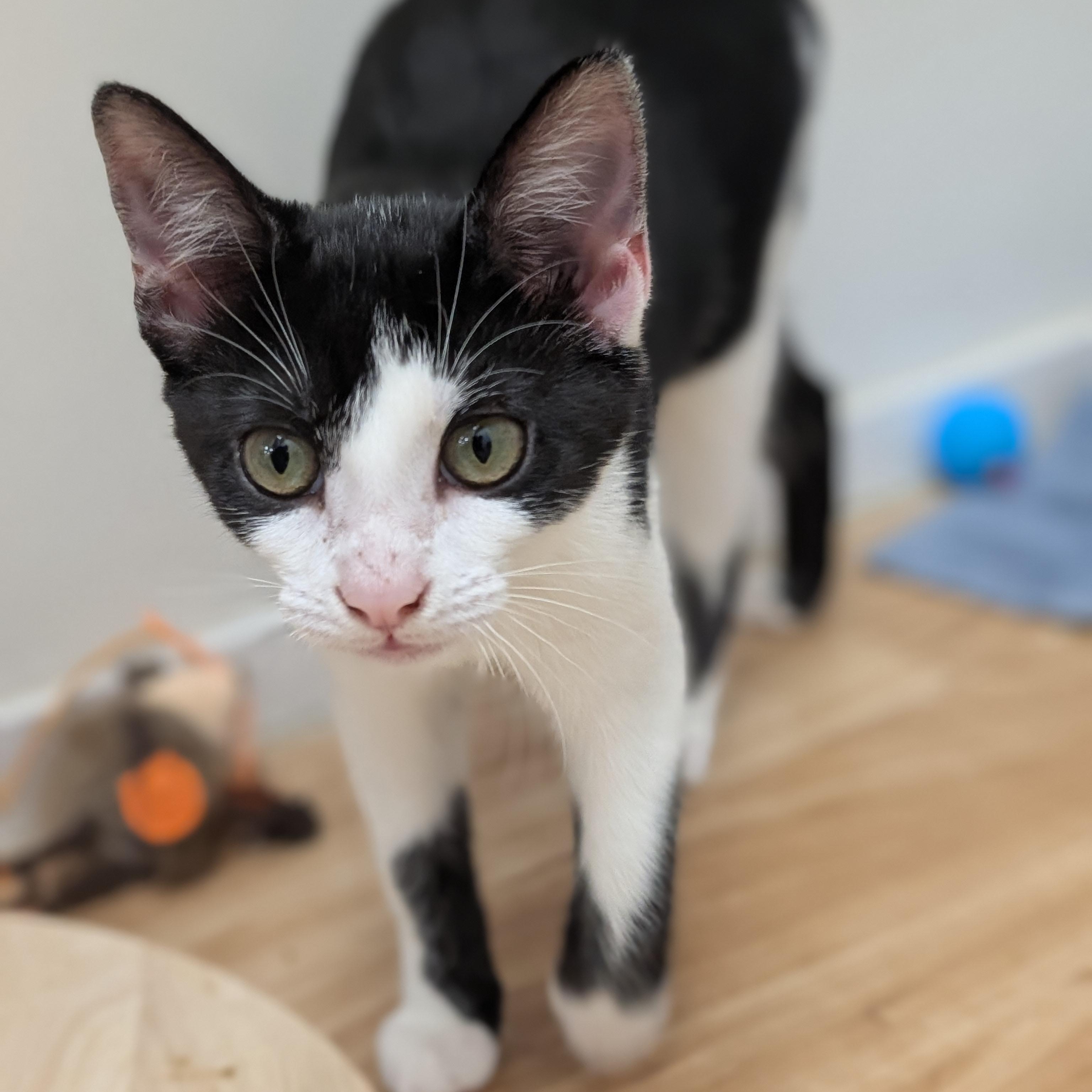 Enlarge Petunia, a Adoptable Domestic Short Hair in St. Augustine, FL image 2/3