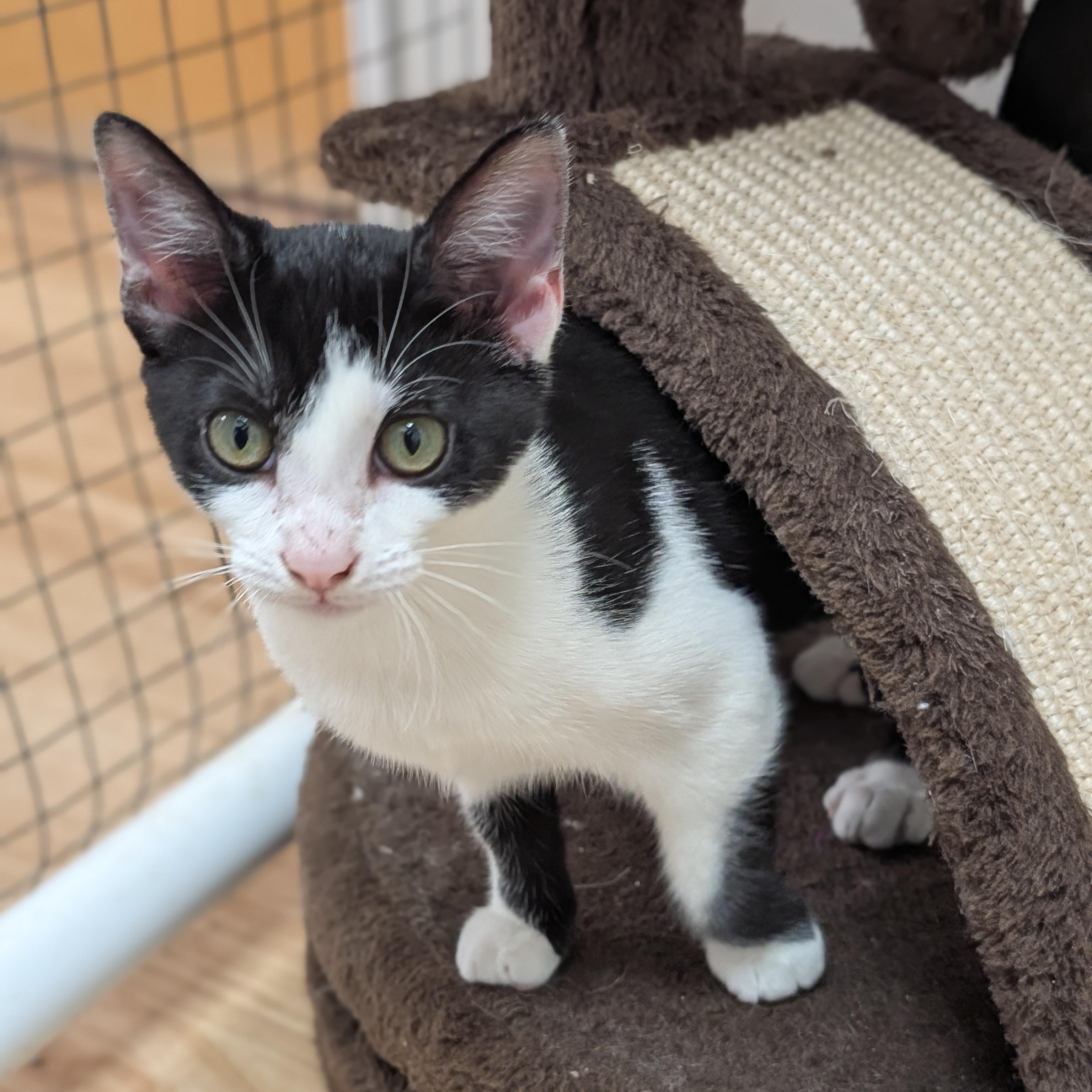 Petunia, Adoptable, Kitten Female Domestic Short Hair.