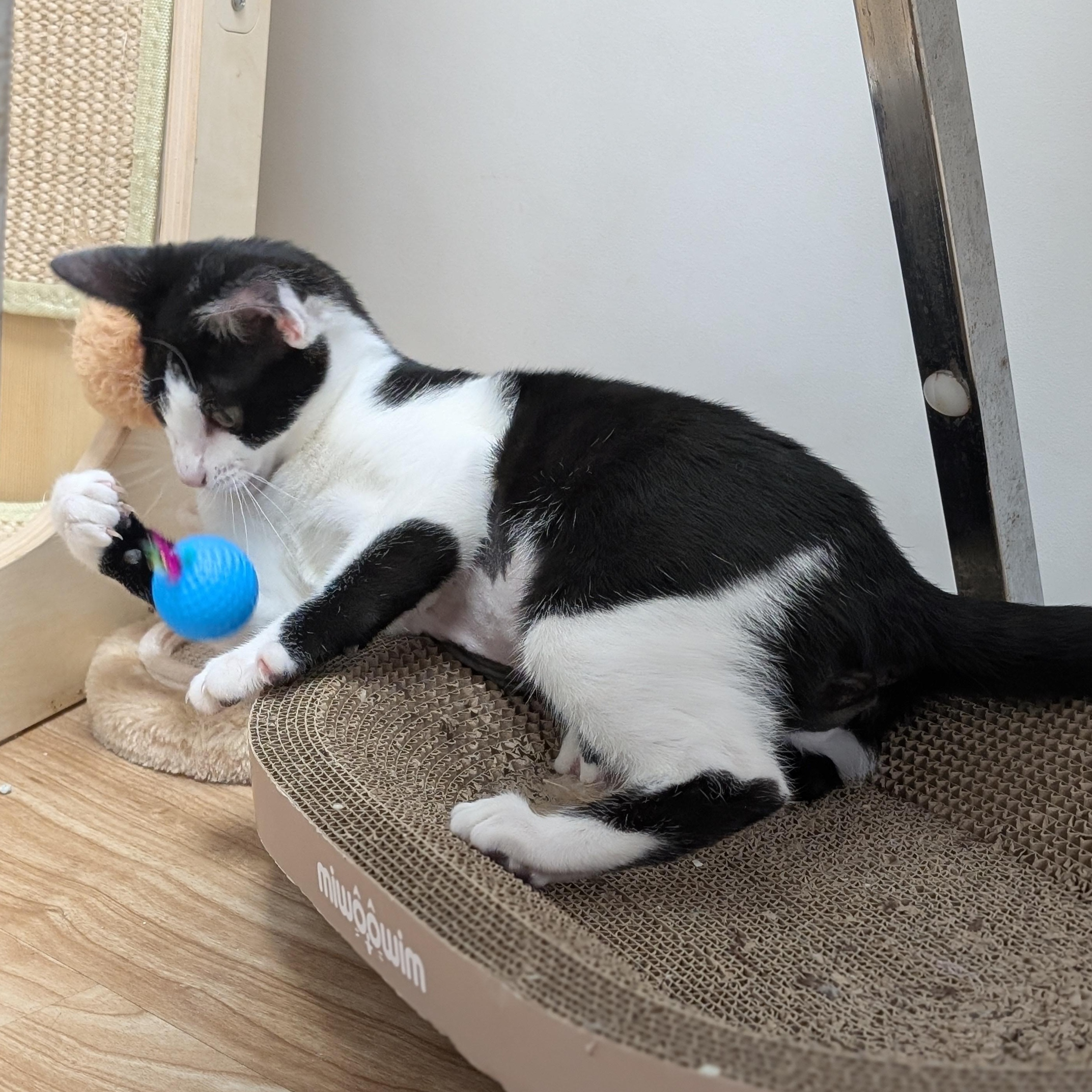 Enlarge Petunia, a Adoptable Domestic Short Hair in St. Augustine, FL image 3/3