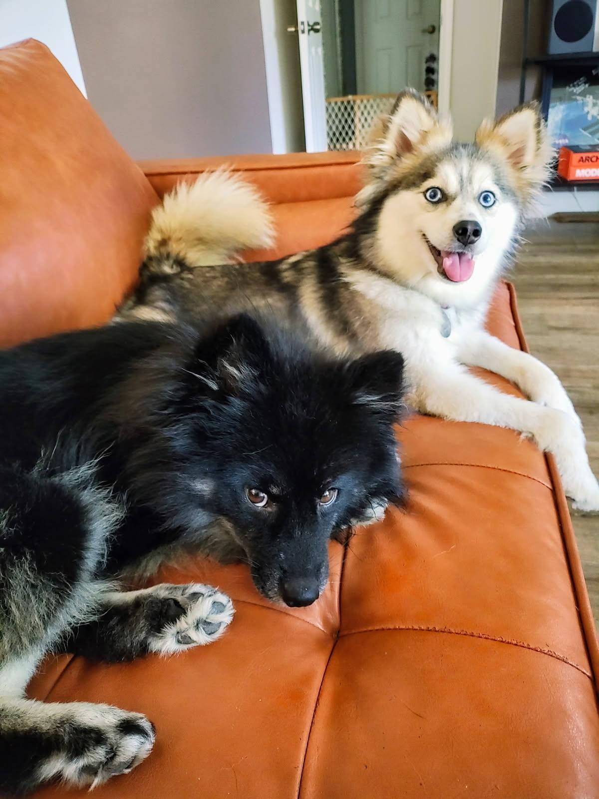 HUDSON  KATE ARE BEING FOSTERED IN HOUSTON TEXAS OUT-OF-STATE TRANSPORTATION CAN BE ARRANGED  ME