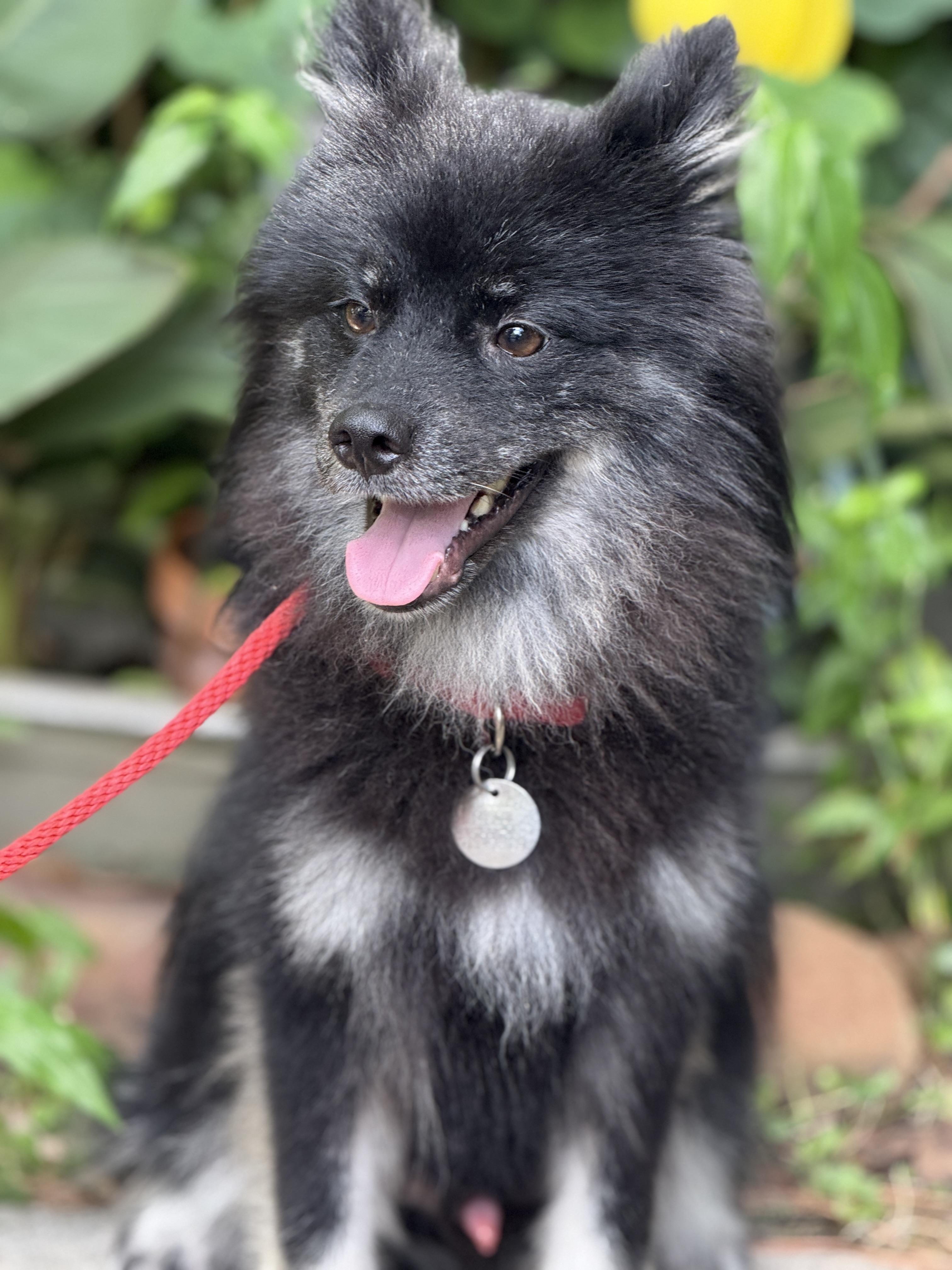Hudson & Kate, an adoptable Pomsky in Bronx , NY, 10456 | Photo Image 2