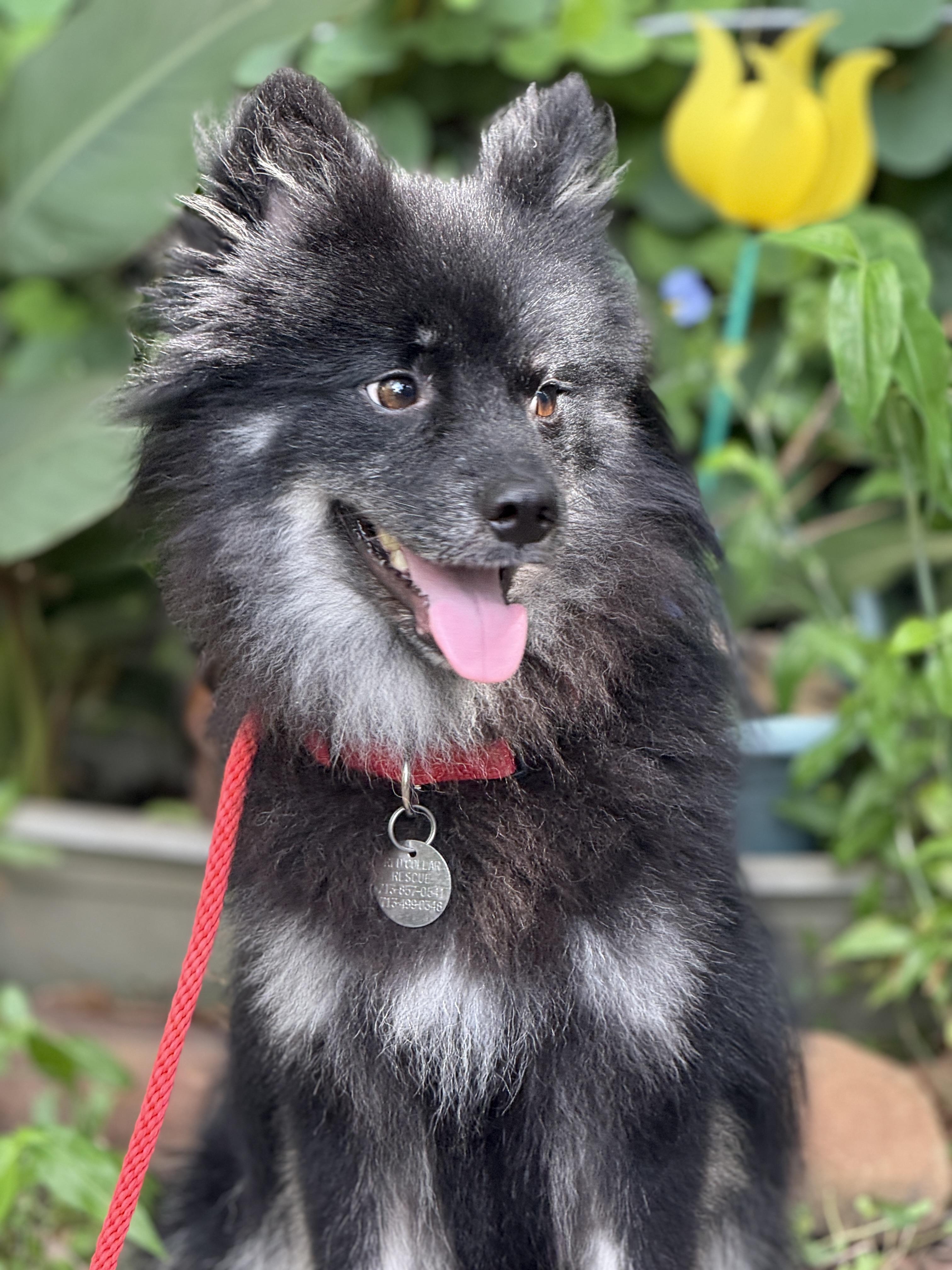 Hudson & Kate, an adoptable Pomsky in Bronx , NY, 10456 | Photo Image 5