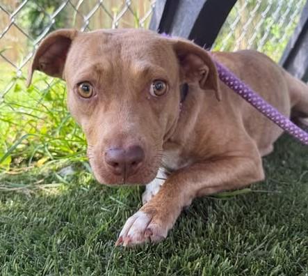 ARIZONA, Adoptable, Young Female Mixed Breed.