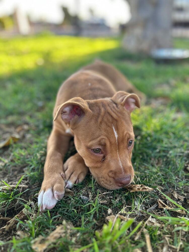 Delta, Baby Female American Bulldog
