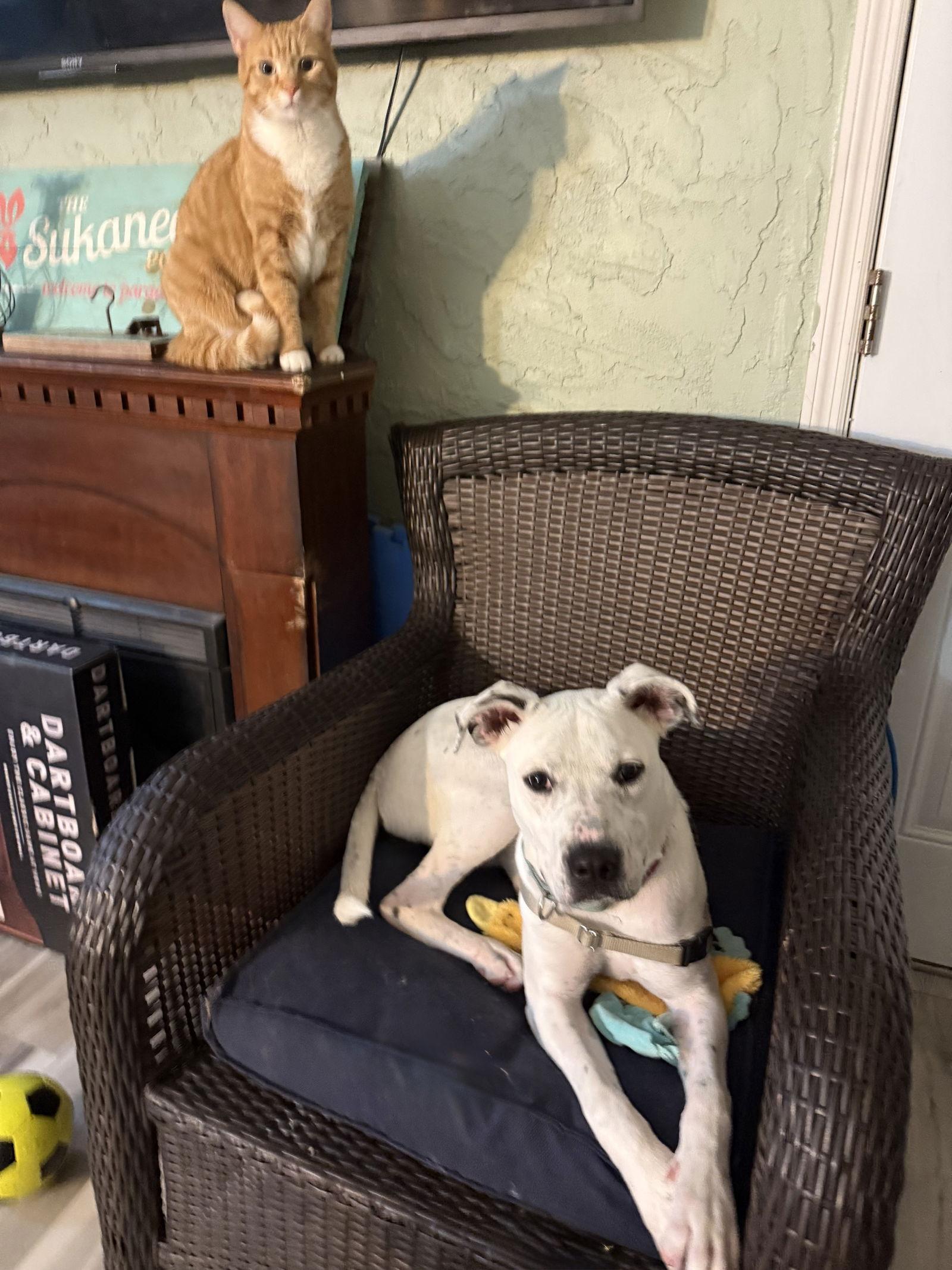 Enlarge Frost *, a Adoptable mixed breed in Royal Palm Beach, FL image 1/3