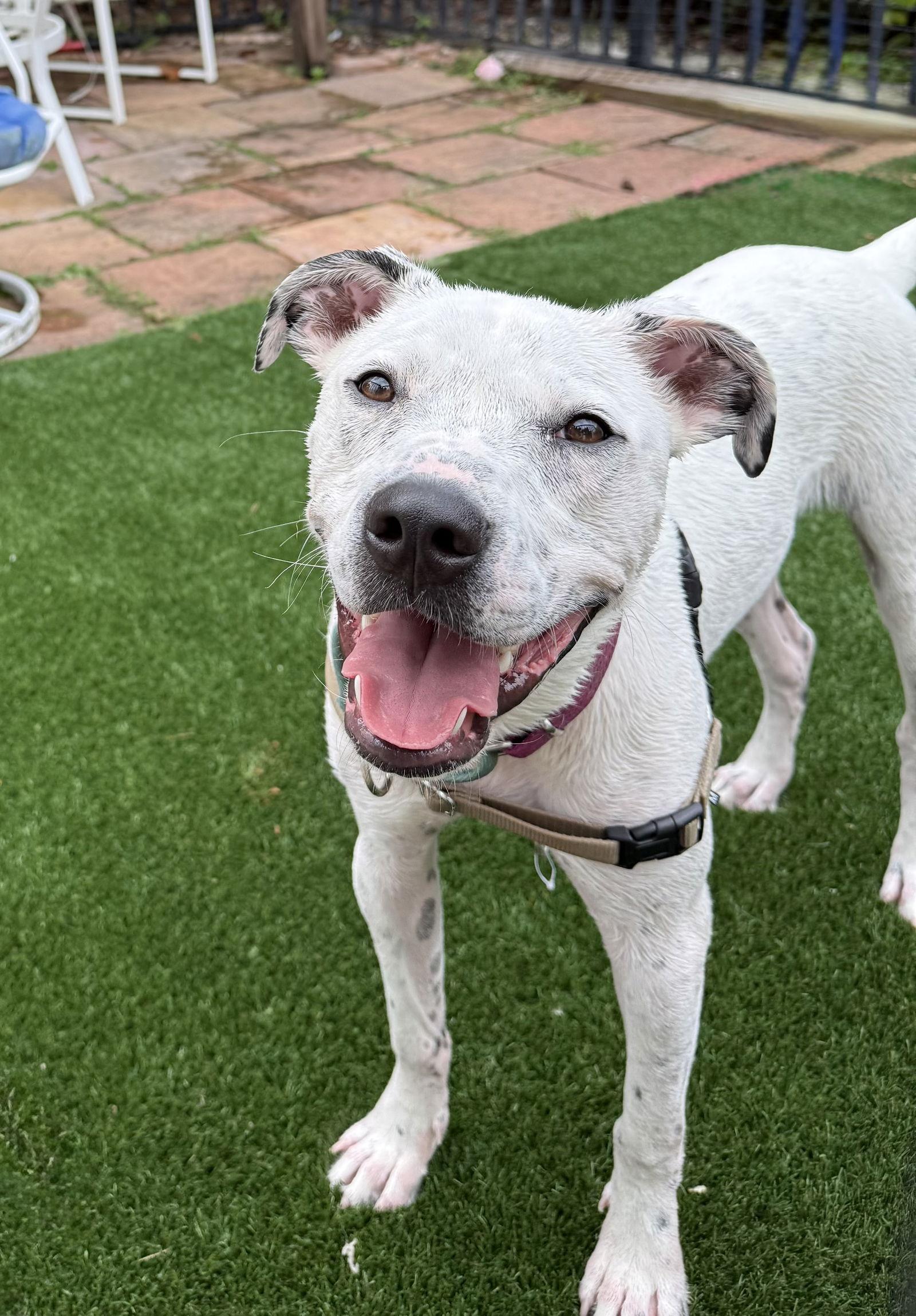 Frost * — thumbnail 2