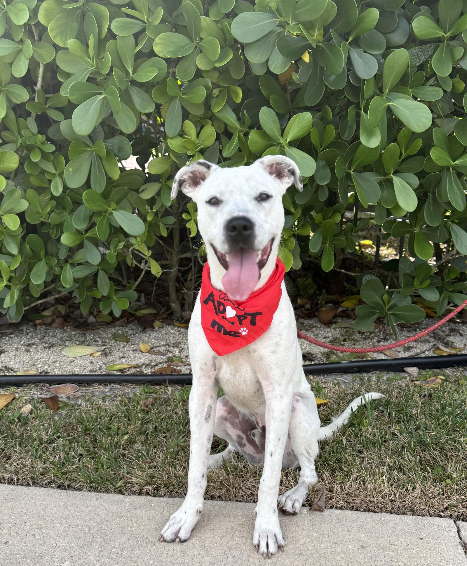 Frost * — thumbnail 3