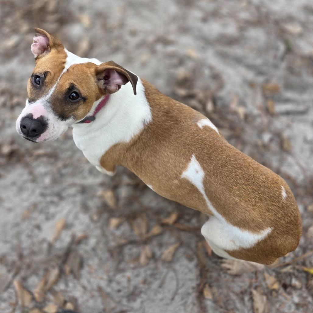 Birdy — thumbnail 4