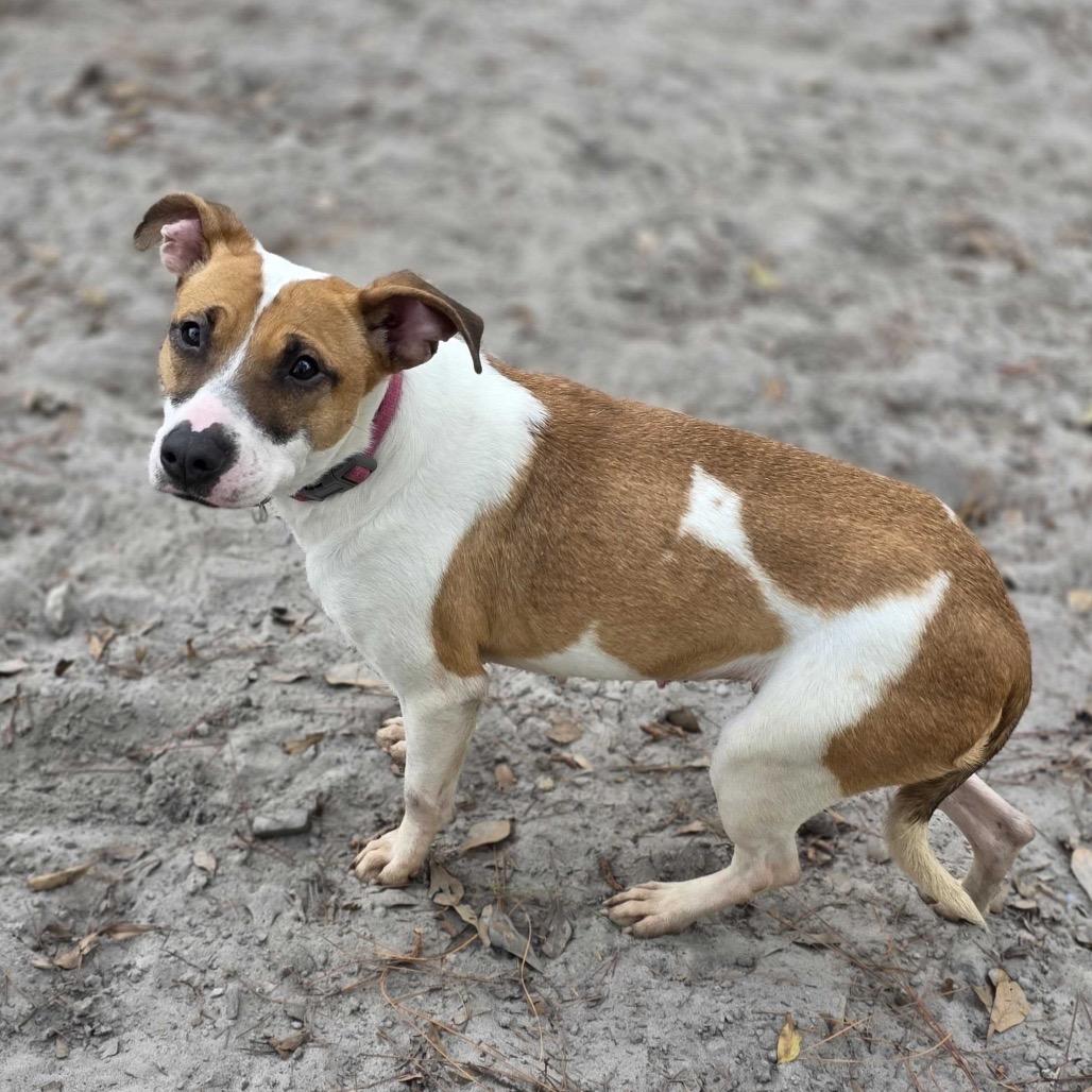 Birdy — thumbnail 5