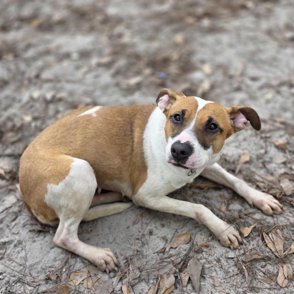 Birdy — thumbnail 6