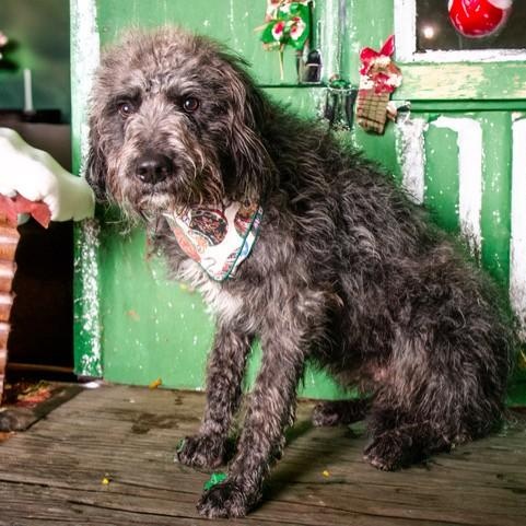 Ollie, ADOPTABLE, Adult Male Labradoodle.