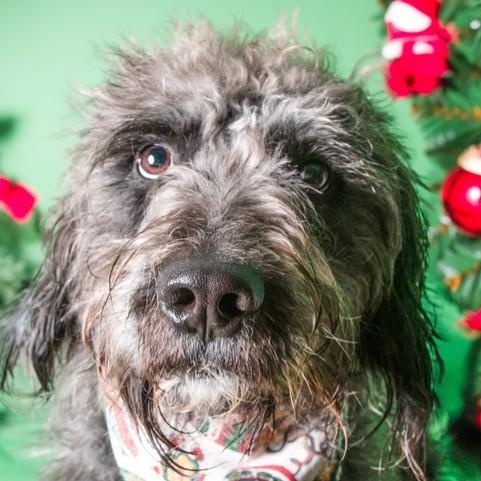 Enlarge Ollie, a ADOPTABLE mixed breed in San Andreas, CA image 2/3