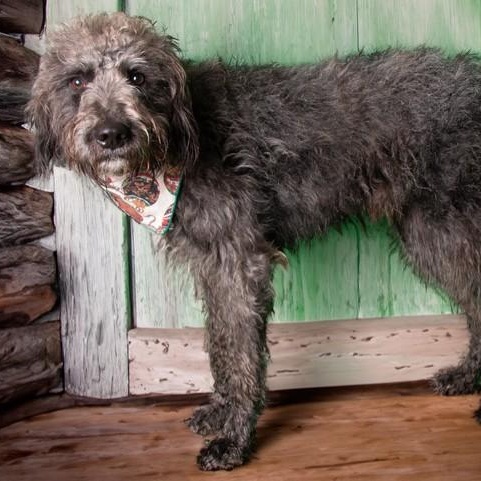 Enlarge Ollie, a ADOPTABLE mixed breed in San Andreas, CA image 3/3