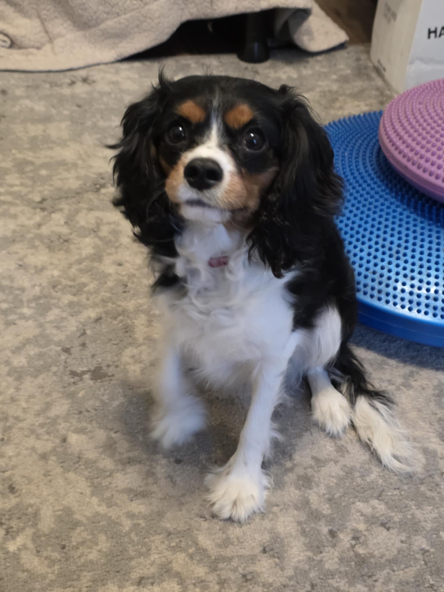 Enlarge Leo, a Adopted Cavalier King Charles Spaniel in Chicago, IL image 2/5