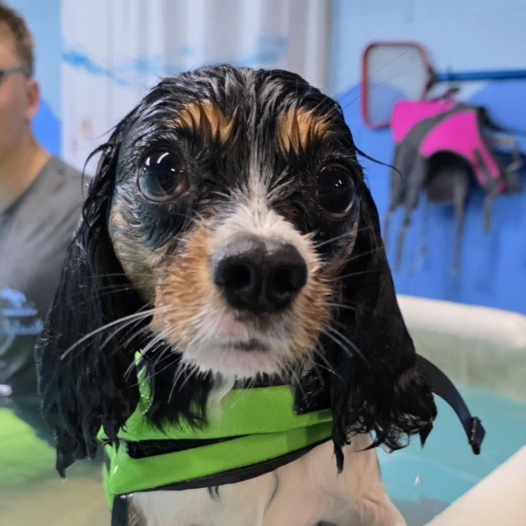 Enlarge Leo, a Adopted Cavalier King Charles Spaniel in Chicago, IL image 5/5