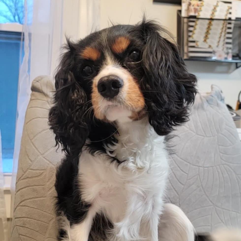 Enlarge Leo, a Adopted Cavalier King Charles Spaniel in Chicago, IL image 1/5