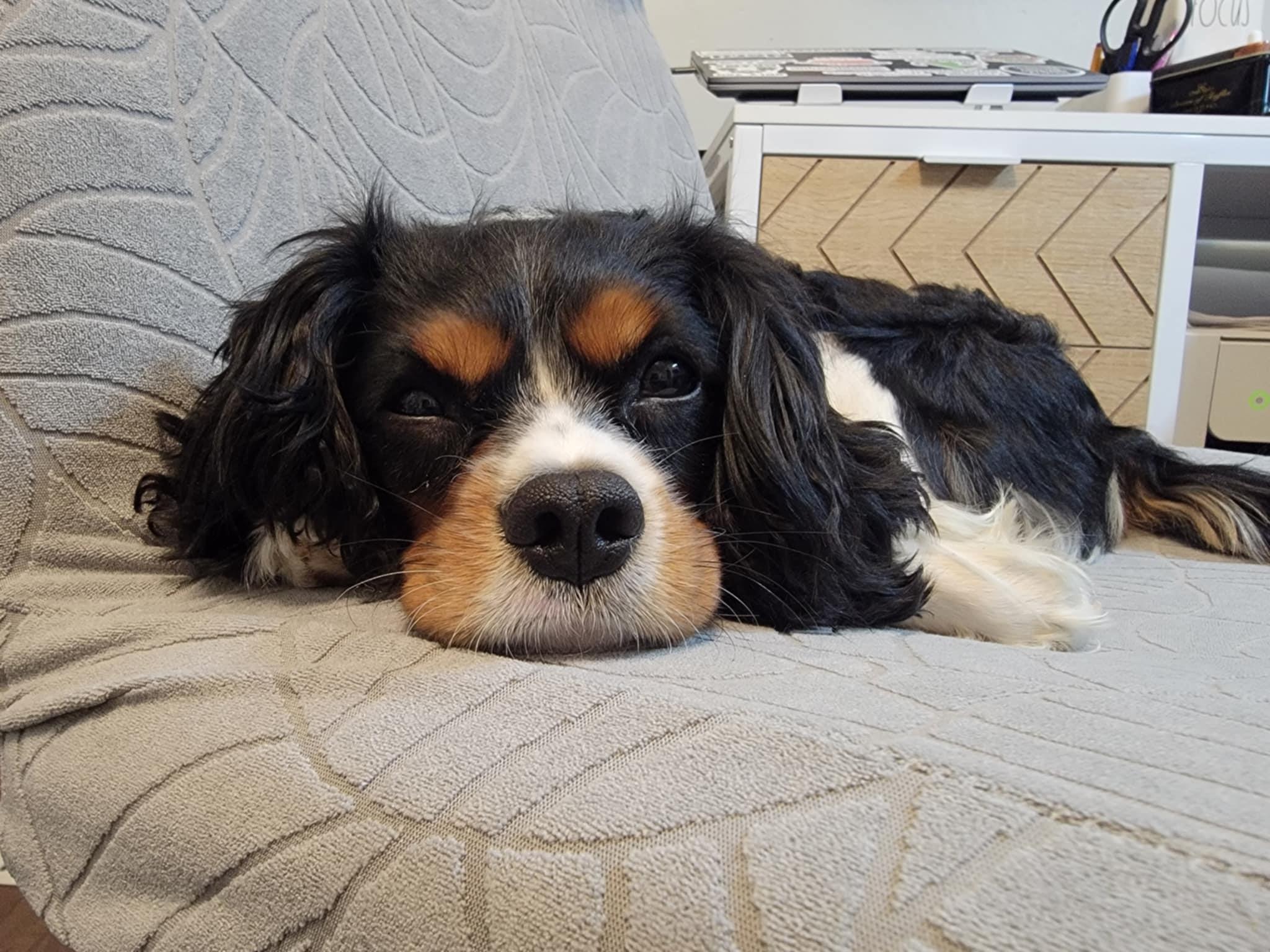 Enlarge Leo, a Adopted Cavalier King Charles Spaniel in Chicago, IL image 3/5