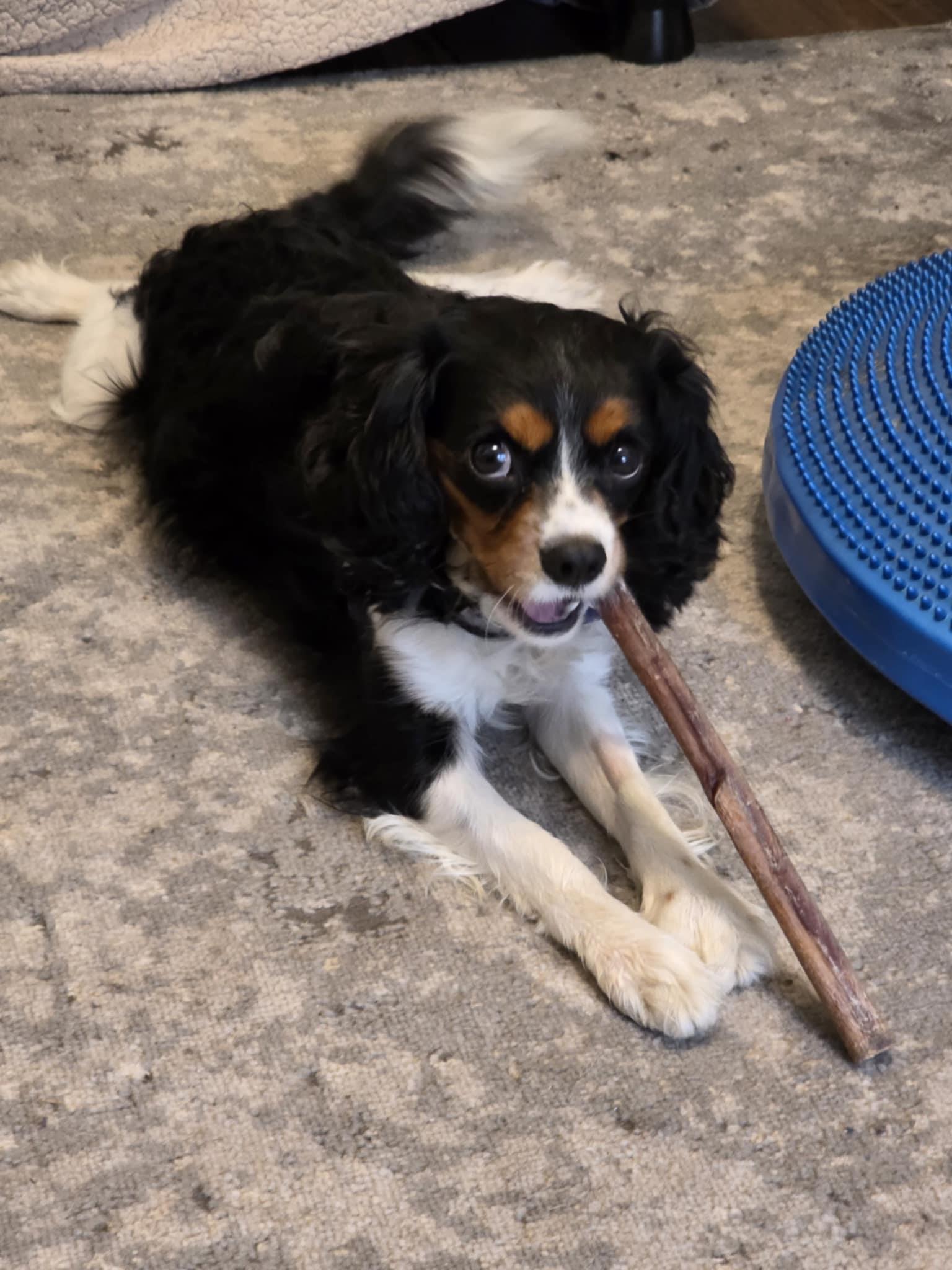 Enlarge Leo, a Adopted Cavalier King Charles Spaniel in Chicago, IL image 4/5