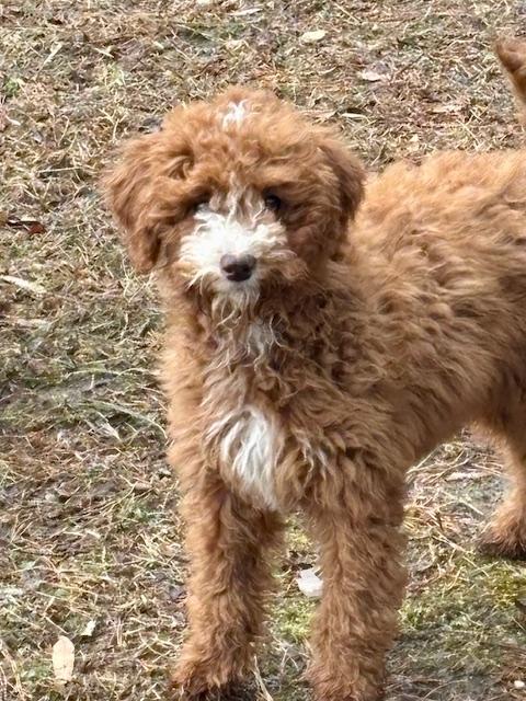 FERGIE, a ADOPTABLE Miniature Poodle in Port Elizabeth, NJ image 3/3