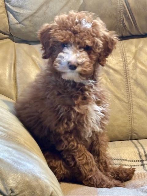 FERGIE, ADOPTABLE, Puppy Female Miniature Poodle.