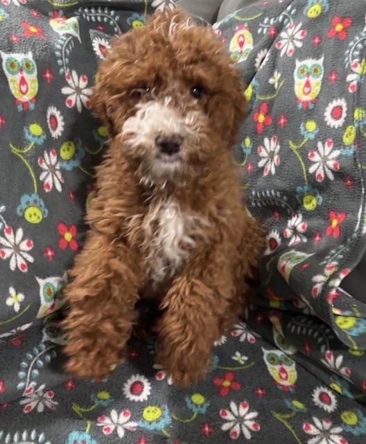 FERGIE, a ADOPTABLE Miniature Poodle in Port Elizabeth, NJ image 2/3
